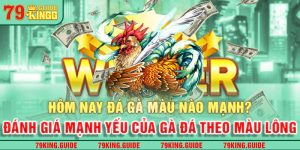 Hôm nay đá gà màu nào mạnh